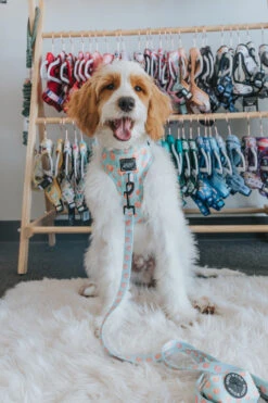 Dog Leash - Peach Please -Furfinity Cheap Shop mrmurphydoodledog 1 d3398ed4 a5a7 46f8 8c37 d8b7927ac621