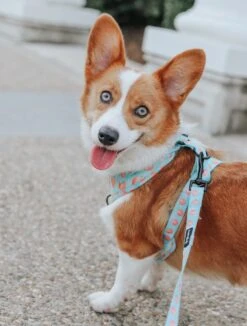 Dog Leash - Peach Please -Furfinity Cheap Shop myfancy.corgi 8fede075 3d77 480d 83f3 e771cd7144e2