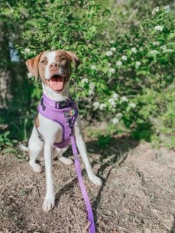 Dog Four Piece Bundle - Neon Purple -Furfinity Cheap Shop mygirllayla 1