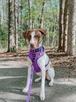 Dog Leash - Neon Purple 25 Dog Leash - Neon Purple -Furfinity Cheap Shop mygirllayla 2