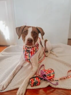 Dog Two Piece Bundle - Disney's Bambi 25 Dog Two Piece Bundle - Disney's Bambi -Furfinity Cheap Shop mygirllayla 2 a70660b1 afec 4c32 8c77 94b08c7b35b2 1