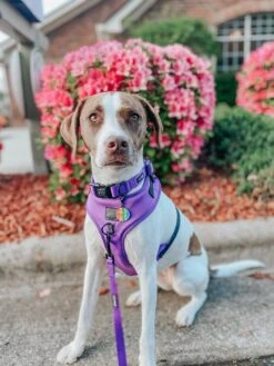 Dog Collar - Neon Purple -Furfinity Cheap Shop mygirllayla 3 77b118a0 03f1 4f65 94ee 3cbce5ab39a4