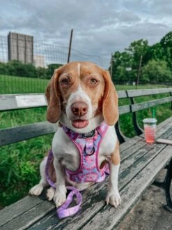 Dog Four Piece Bundle - Purple Haze -Furfinity Cheap Shop myladee 1 0016fa09 2cf8 4aef a8c6 ed89391b0023