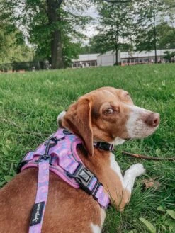 Dog Collar - Purple Haze -Furfinity Cheap Shop myladee 3 9f1da35d 6526 4348 b060 efff3f164d67