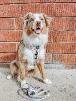 Dog Leash - Spill The Tea -Furfinity Cheap Shop nala thewigglie auss 1 d62cd513 267f 4e7e 961e 6ff3809156e1