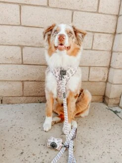 Dog Two Piece Bundle - Spill The Tea -Furfinity Cheap Shop nala thewigglie auss 2 0dc300f9 89e1 49ad 9fba 78361e1fef67