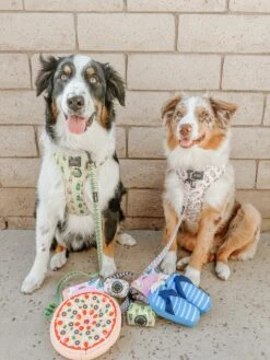 Dog Adjustable Harness - Spill The Tea -Furfinity Cheap Shop nala thewigglie auss 2 f7dce301 7ccf 4dc0 849d 1eef93bf7dfe