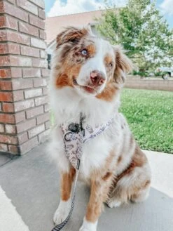 Dog Adjustable Harness - Spill The Tea -Furfinity Cheap Shop nala thewigglie auss 3