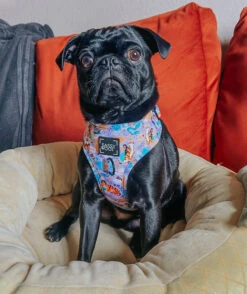 Dog Two Piece Bundle - Disney's Jasmine -Furfinity Cheap Shop neo ba758518 1e90 408e 95fc a3712ed0662d