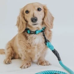 Dog Collar - Neon Blue -Furfinity Cheap Shop neon blue collection 10