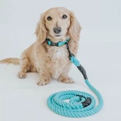 Dog Rope Leash - Neon Blue -Furfinity Cheap Shop neon blue collection 11