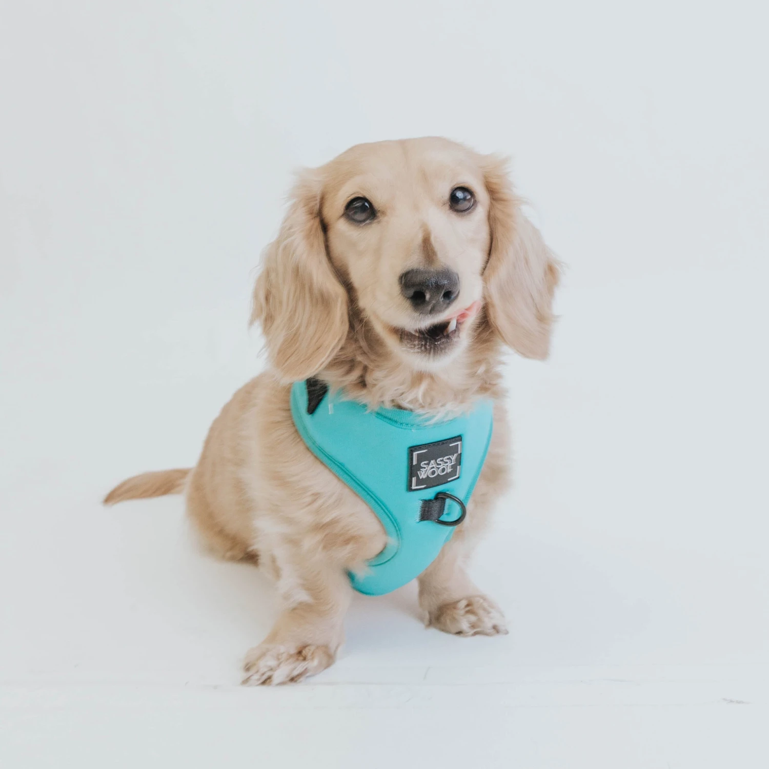 Dog Adjustable Harness - Neon Blue 15 Dog Adjustable Harness - Neon Blue - Image 13