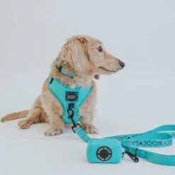 Dog Four Piece Bundle - Neon Blue -Furfinity Cheap Shop neon blue collection 6