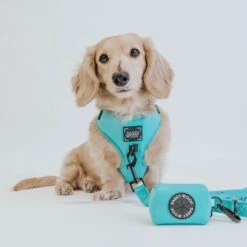 Dog Leash - Neon Blue -Furfinity Cheap Shop neon blue collection 8