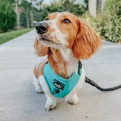 Dog Adjustable Harness - Neon Blue 27 Dog Adjustable Harness - Neon Blue -Furfinity Cheap Shop neon blue dog photos 1 f80a5b70 233e 4d00 a7eb dd03a35eb4a2