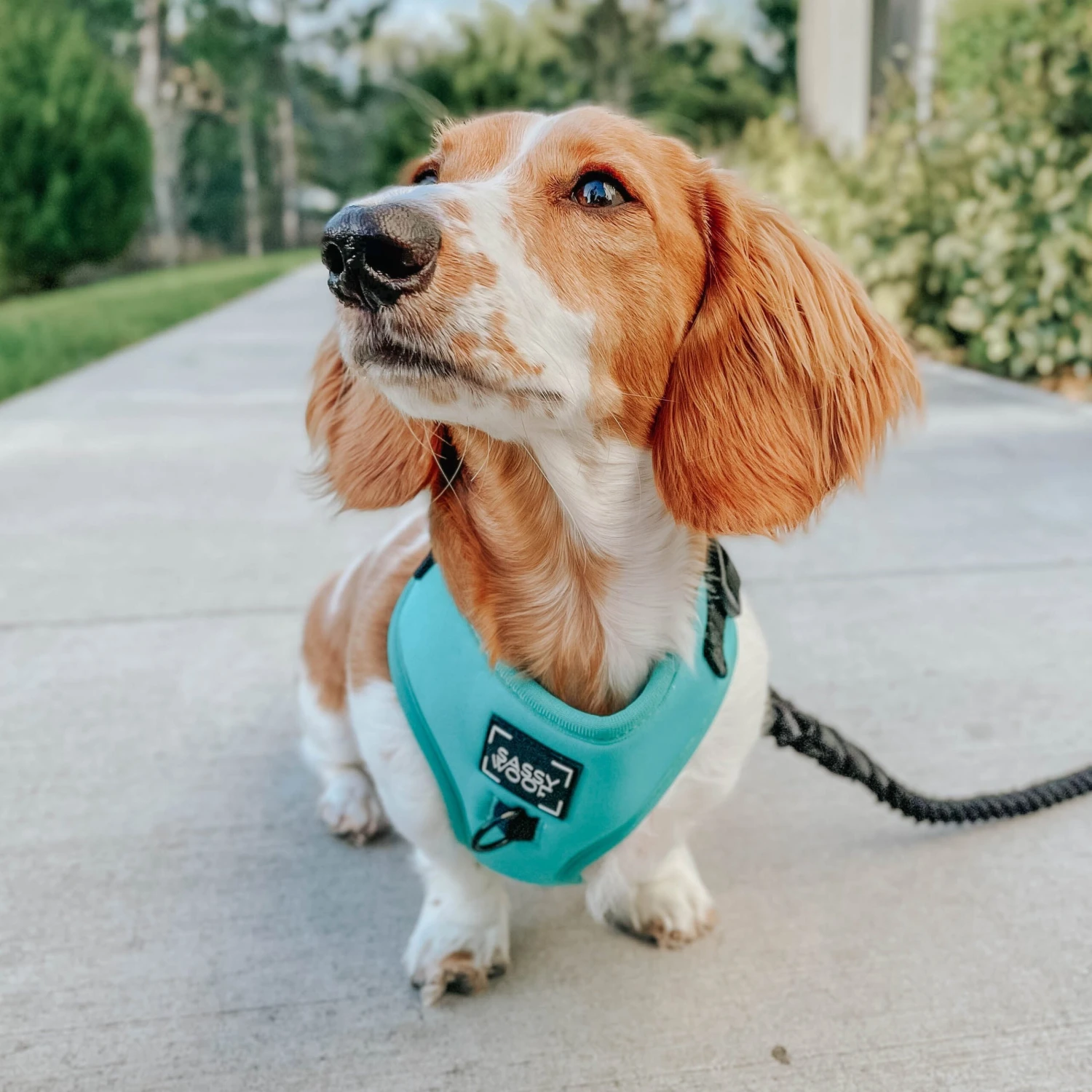 Dog Adjustable Harness - Neon Blue 12 Dog Adjustable Harness - Neon Blue - Image 10