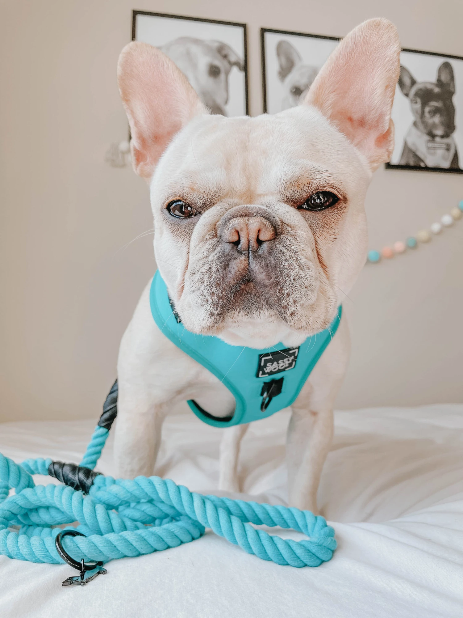 Dog Adjustable Harness - Neon Blue 10 Dog Adjustable Harness - Neon Blue - Image 8