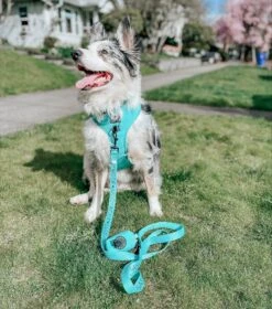 Dog Waste Bag Holder - Neon Blue -Furfinity Cheap Shop neon blue harness leash bundle 1