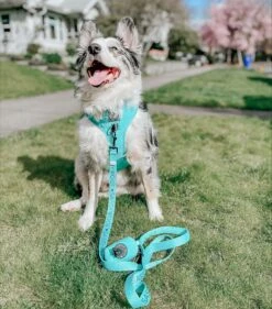 Dog Leash - Neon Blue -Furfinity Cheap Shop neon blue harness leash bundle 2