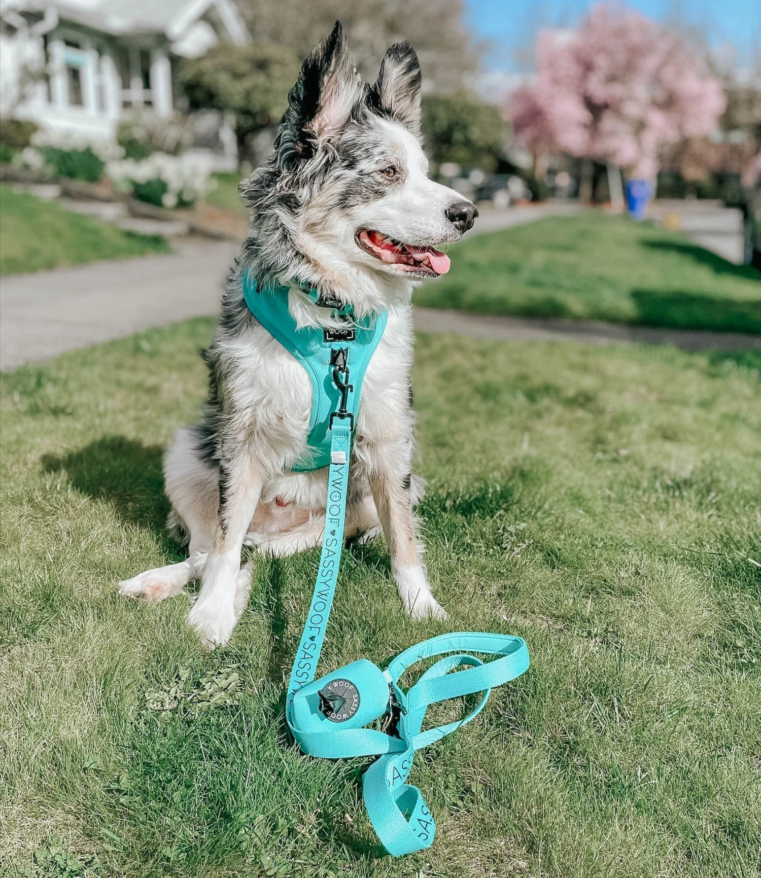 Dog Adjustable Harness - Neon Blue 11 Dog Adjustable Harness - Neon Blue - Image 9