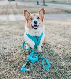 Dog Leash - Neon Blue -Furfinity Cheap Shop neon blue harness leash bundle 5