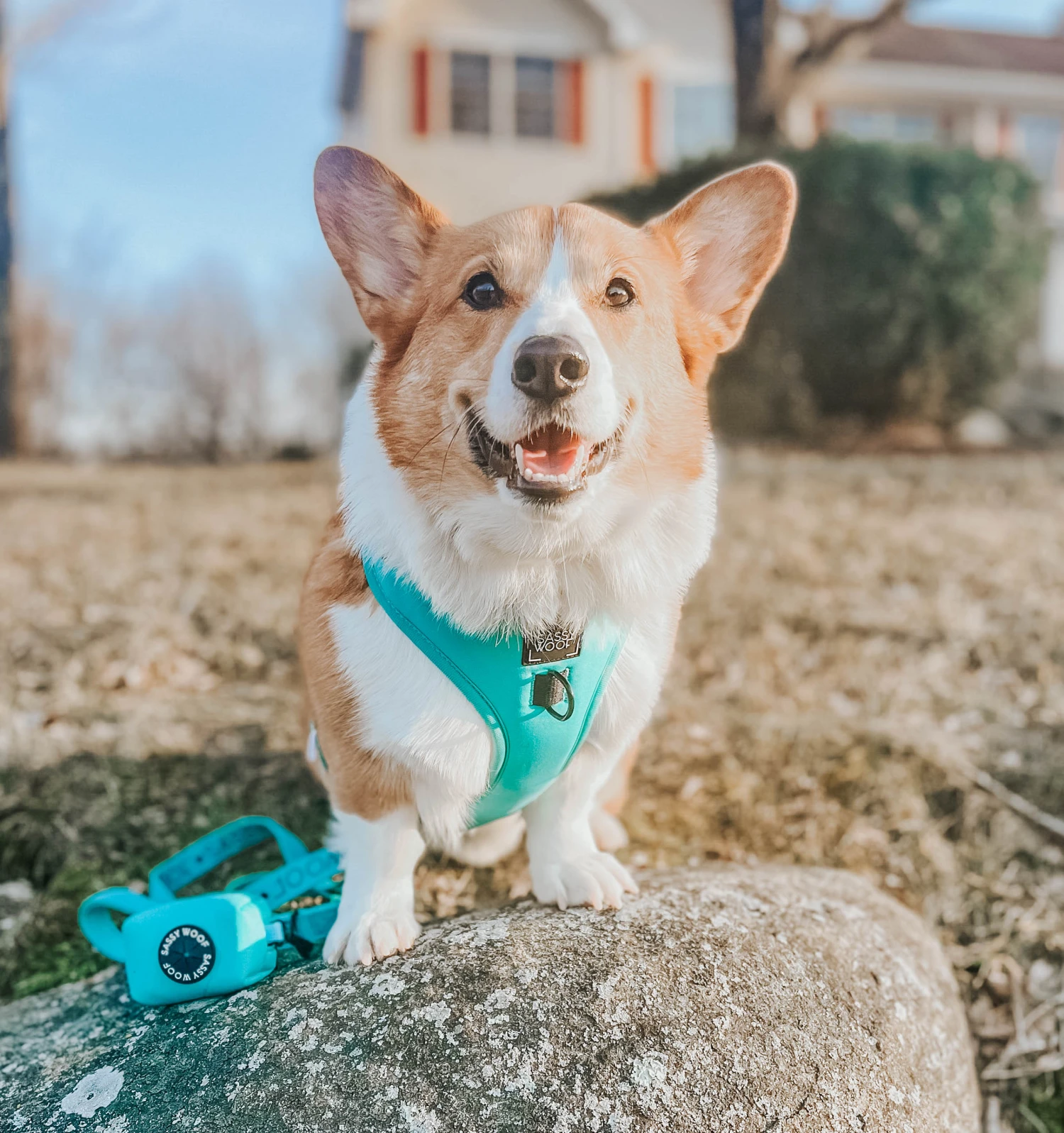 Dog Adjustable Harness - Neon Blue 14 Dog Adjustable Harness - Neon Blue - Image 12