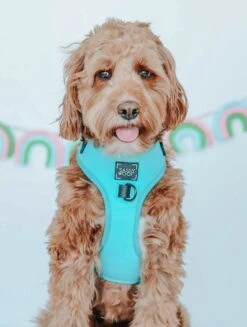 Dog Adjustable Harness - Neon Blue 24 Dog Adjustable Harness - Neon Blue -Furfinity Cheap Shop neon blue harness leash bundle 8