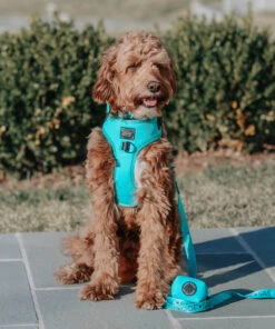 Dog Waste Bag Holder - Neon Blue -Furfinity Cheap Shop neon blue harness leash bundle 9 8caa6a4f d0c9 4332 b383 65fc770462c7