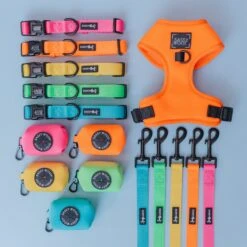 Dog Four Piece Bundle - Neon Orange 25 Dog Four Piece Bundle - Neon Orange -Furfinity Cheap Shop neon bundle feed photo 2 169a585b d181 4e54 ac6c ecf9c8e0f42e