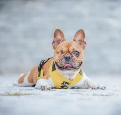 Dog Adjustable Harness - Neon Yellow -Furfinity Cheap Shop neon dog harness 2