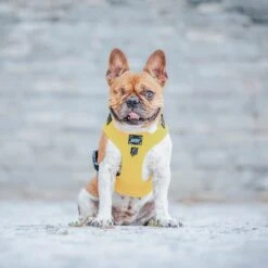 Dog Four Piece Bundle - Neon Yellow -Furfinity Cheap Shop neon dog harness