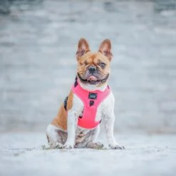 Dog Adjustable Harness - Neon Pink -Furfinity Cheap Shop neon dog harness 3 0d58775c 92ce 4bbc a0e1 c794bc7b2ce5