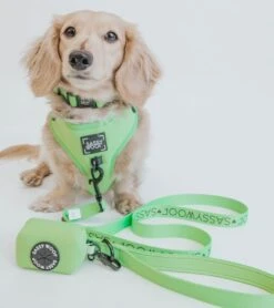 Dog Collar - Neon Green 23 Dog Collar - Neon Green -Furfinity Cheap Shop neon green collection 4