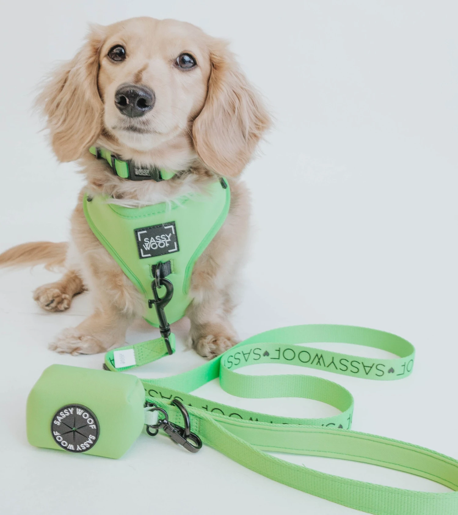 Dog Collar - Neon Green 13 Dog Collar - Neon Green - Image 11