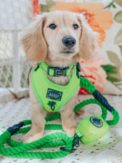 Dog Collar - Neon Green 20 Dog Collar - Neon Green -Furfinity Cheap Shop neon green dog photos 1 d5befaba 5567 4383 aadd cb06fbabc2b1