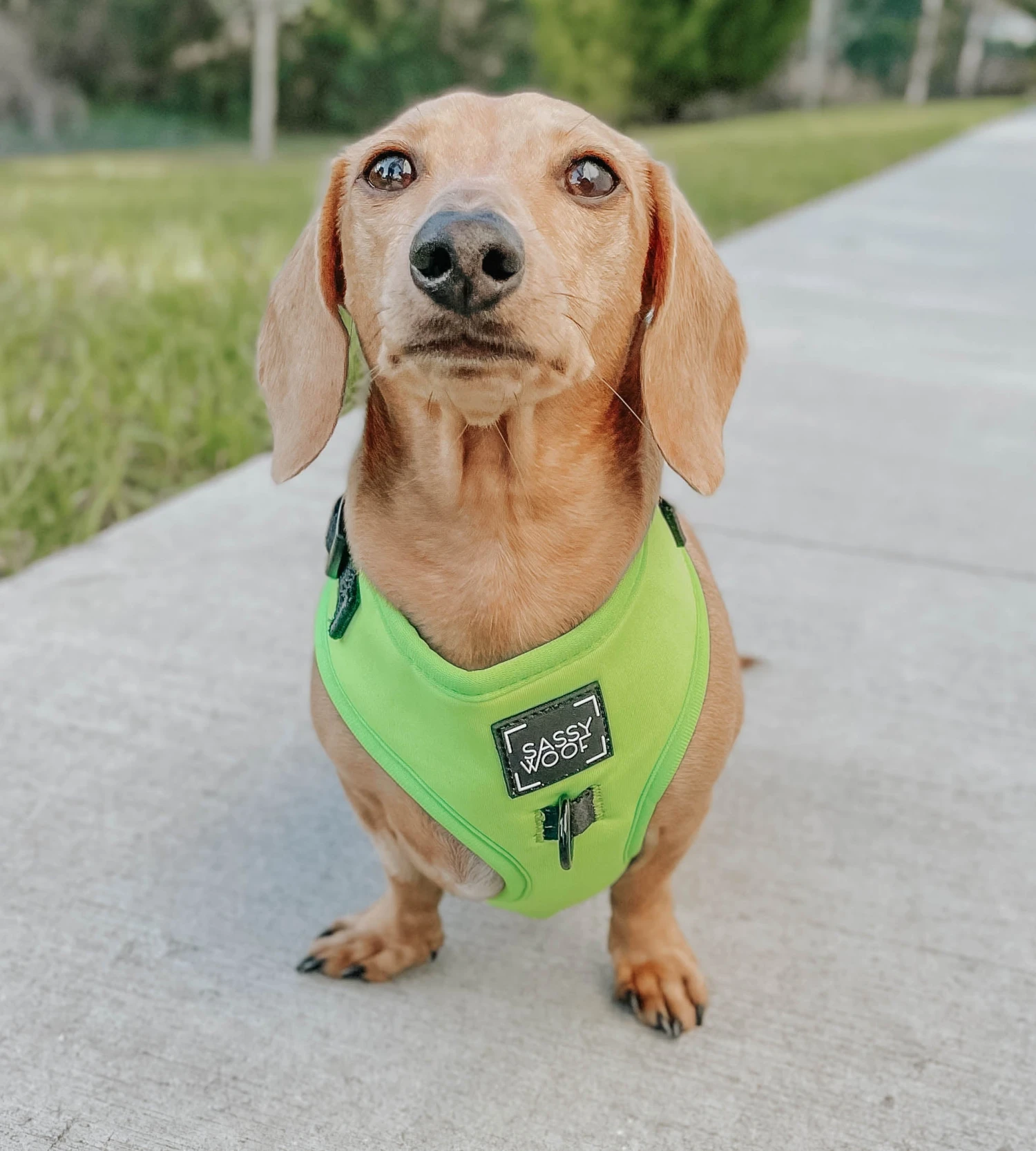 Dog Adjustable Harness - Neon Green 10 Dog Adjustable Harness - Neon Green - Image 8