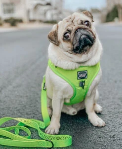 Dog Adjustable Harness - Neon Green 23 Dog Adjustable Harness - Neon Green -Furfinity Cheap Shop neon green harness dog 2 f37d91cd d36d 4fd5 8b08 a22c61807487