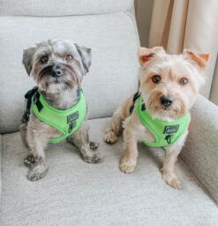 Dog Adjustable Harness - Neon Green 26 Dog Adjustable Harness - Neon Green -Furfinity Cheap Shop neon group dog photos 5 3148fb79 6fdf 4d50 999c 7debf2302825