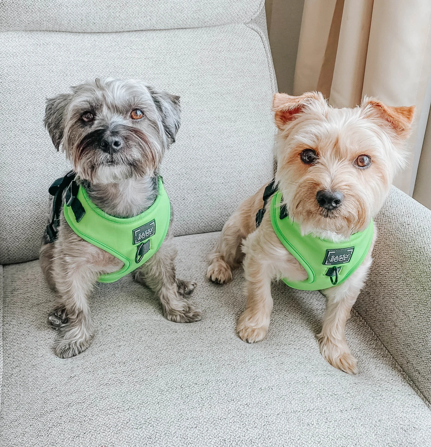 Dog Adjustable Harness - Neon Green 12 Dog Adjustable Harness - Neon Green - Image 10