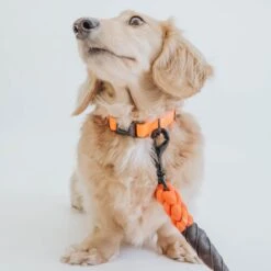 Dog Collar - Neon Orange -Furfinity Cheap Shop neon orange collection 1