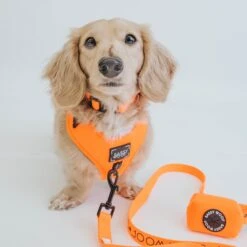 Dog Waste Bag Holder - Neon Orange -Furfinity Cheap Shop neon orange collection 10