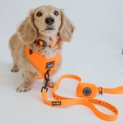 Dog Two Piece Bundle - Neon Orange -Furfinity Cheap Shop neon orange collection 11