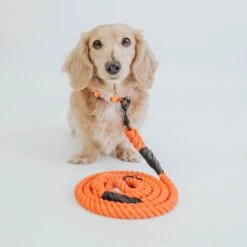Dog Rope Leash - Neon Orange -Furfinity Cheap Shop neon orange collection 13