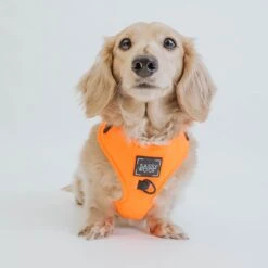 Dog Adjustable Harness - Neon Orange -Furfinity Cheap Shop neon orange collection 5
