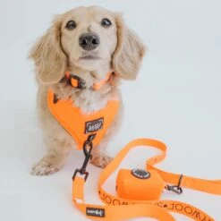 Dog Four Piece Bundle - Neon Orange 26 Dog Four Piece Bundle - Neon Orange -Furfinity Cheap Shop neon orange collection 8