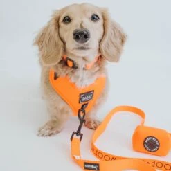 Dog Leash - Neon Orange -Furfinity Cheap Shop neon orange collection 9