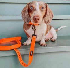 Dog Leash - Neon Orange -Furfinity Cheap Shop neon orange dog leash collar 2