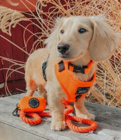 Dog Rope Leash - Neon Orange -Furfinity Cheap Shop neon orange dog photos 1 df6f64bc e33c 458d b923 d5ce258a9389