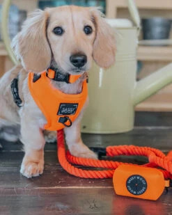 Dog Adjustable Harness - Neon Orange -Furfinity Cheap Shop neon orange dog photos 3