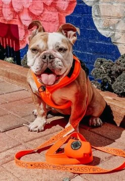 Dog Adjustable Harness - Neon Orange -Furfinity Cheap Shop neon orange harness dog 1